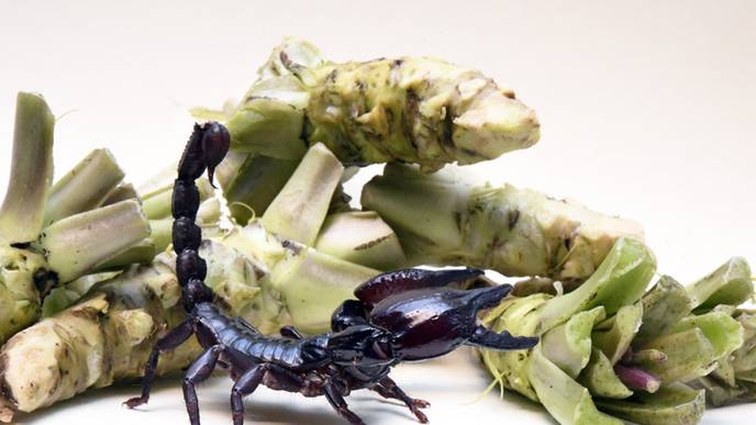 Scorpion Toxin That Targets 'Wasabi Receptor' May Solve Chronic Pain Mystery