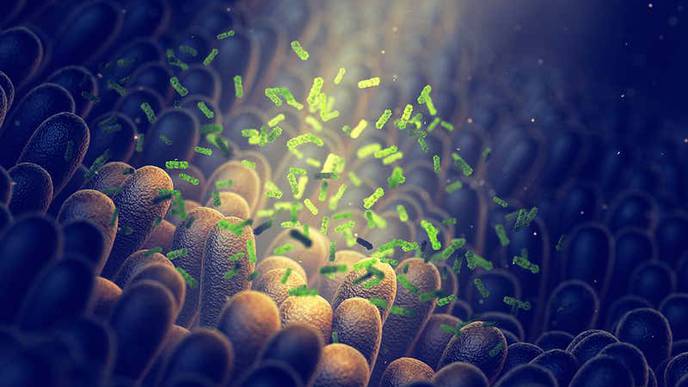 How Common Gut Bacteria Trigger a Lethal Autoimmune Disease
