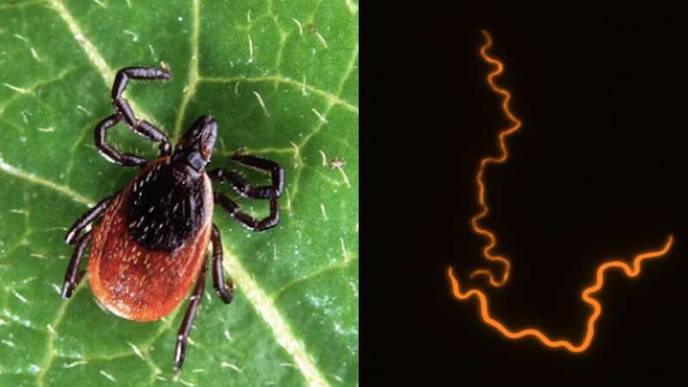 Discovery of Cellular Contributor of Lyme Arthritis Could Open Door to Treatment