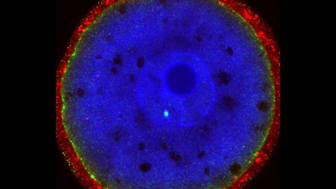 A New Technique for Correcting Disease-Causing Mutations