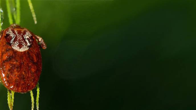 What Conditions Can Lyme Disease Be Mistaken For?